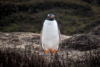 1620px 2020 11 kerguelen islands gentoo penguin 06jpg
