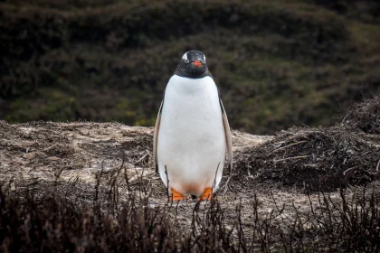 1620px 2020 11 kerguelen islands gentoo penguin 06jpg