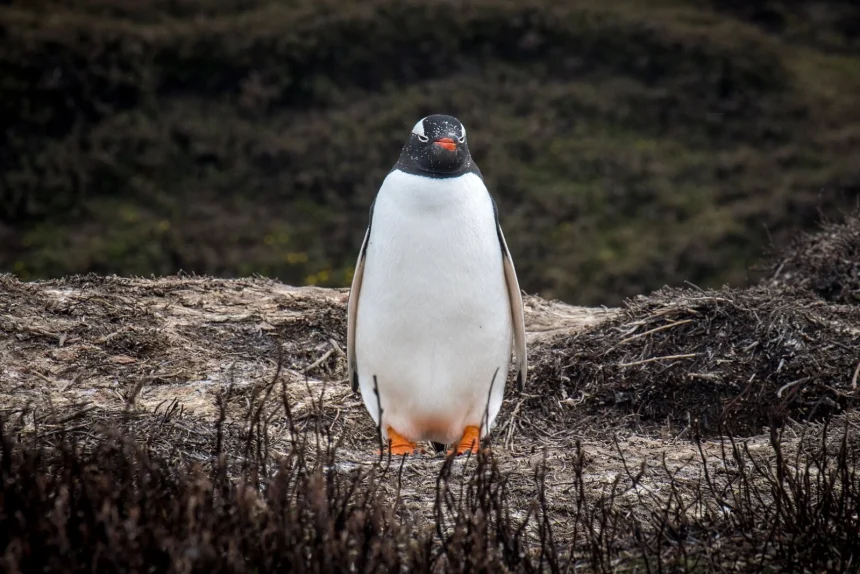1620px 2020 11 kerguelen islands gentoo penguin 06jpg