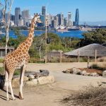 2022 06 25 Giraffes in Taronga Zoo