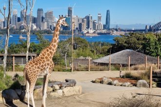 2022 06 25 Giraffes in Taronga Zoo