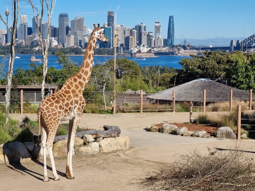 2022 06 25 Giraffes in Taronga Zoo
