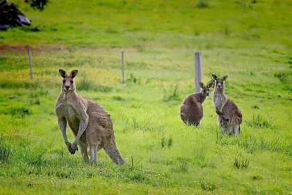 kangaroo australia macropus giganteus 0374ac 1024