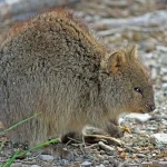 quokka marsupial kangaroo 0e782e 1024