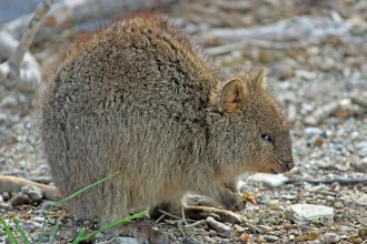 quokka marsupial kangaroo 0e782e 1024