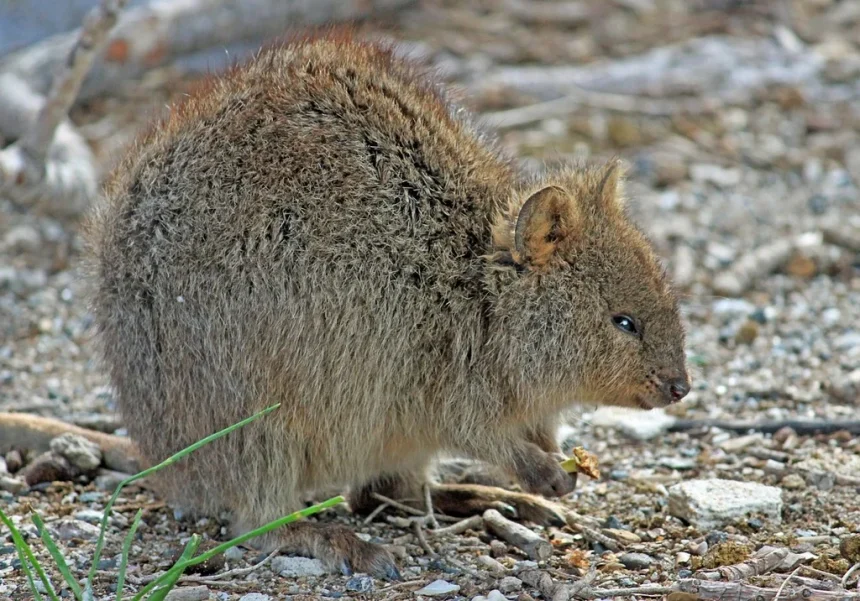quokka marsupial kangaroo 0e782e 1024