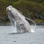 southern right whale 1