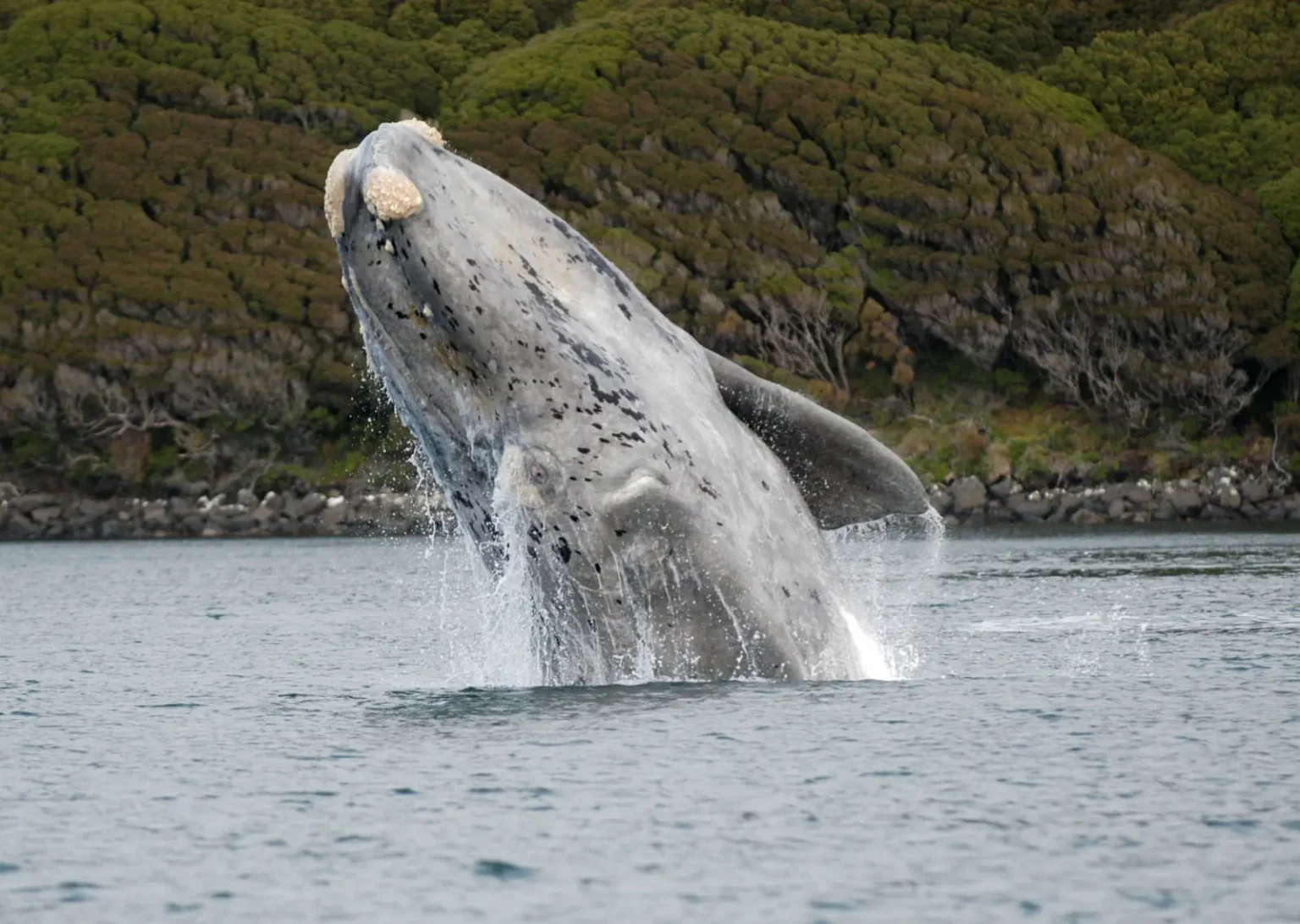 southern right whale 1