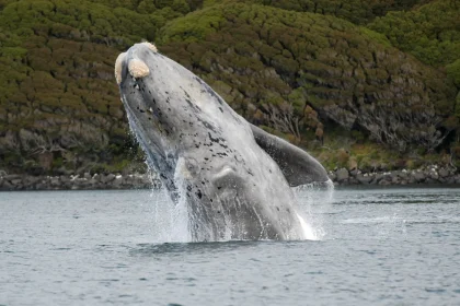 southern right whale 1